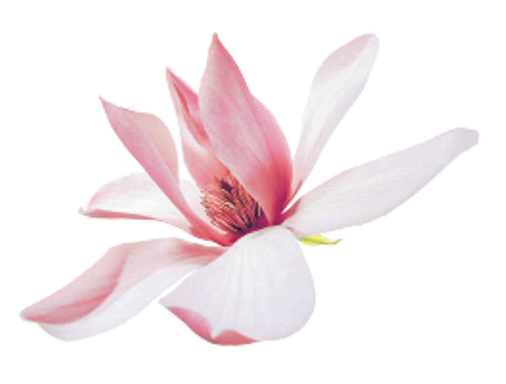 Magnolia Flower - NUDE SKIN Brand Symbol